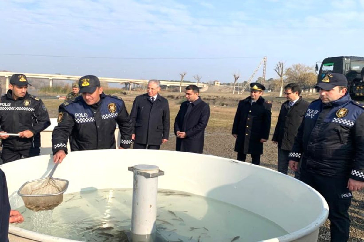 Kür çayına balıq körpələri buraxıldı
