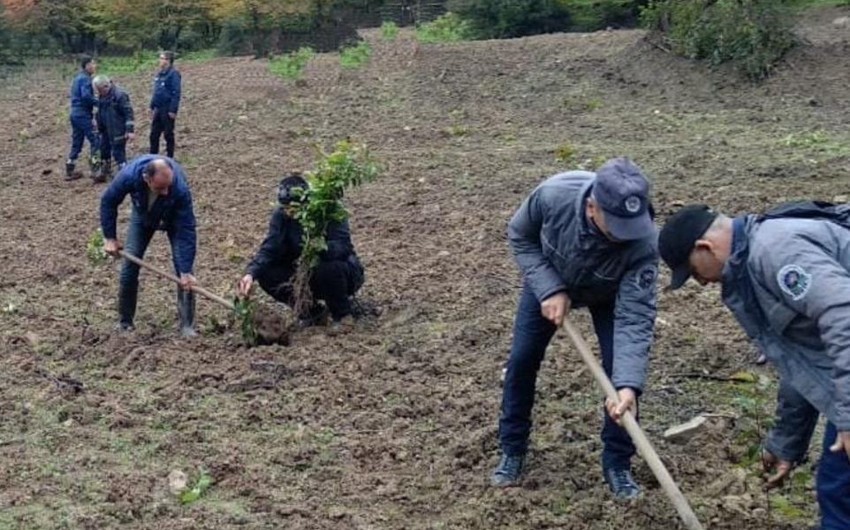 Bu il 1,5 milyon ağac əkilib