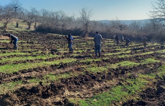 Meşəbərpa tədbirləri bayram günlərində də davam etdirilir
