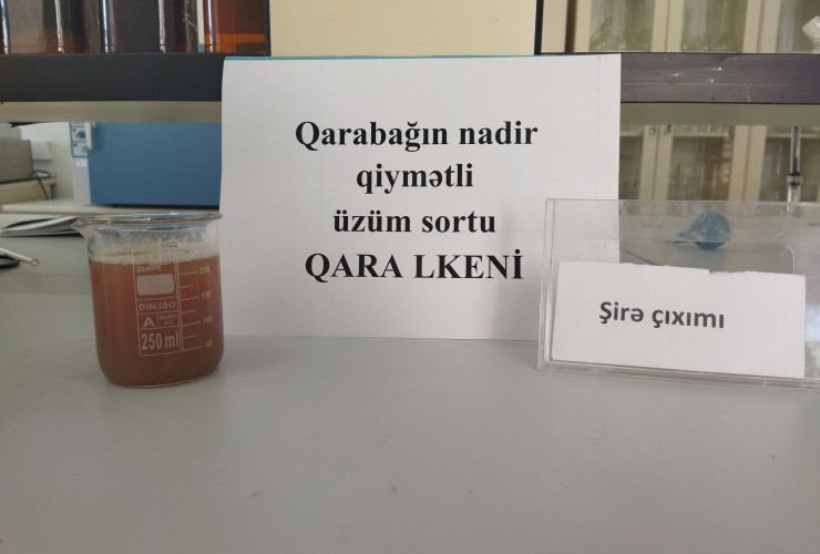 Qarabağın nadir üzüm sortları yenidən çoxaldılır - FOTOLAR