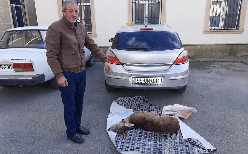 Qanunsuz cüyür ovlayan şəxslər saxlanıldı