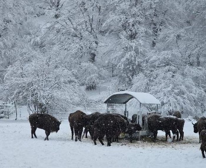 Parklarda və qoruqlarda heyvanlara yem paylanılıb