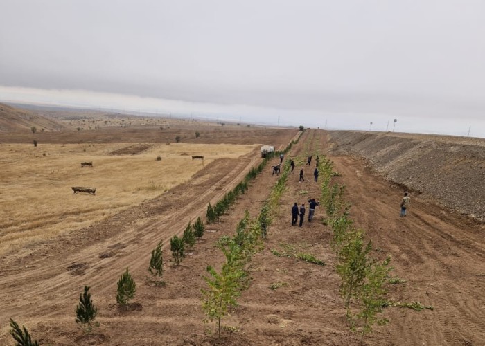 Bu gün 3200 ağac əkilib - FOTOLAR