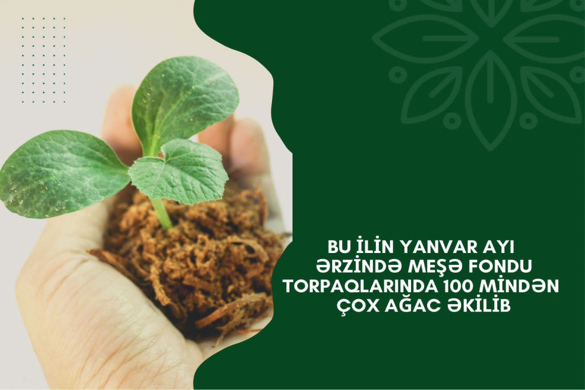 Bu il 100 mindən çox ağac tingi əkilib