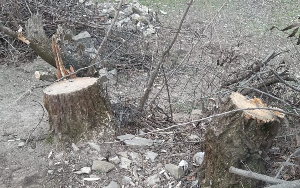 Ağac kəsənlərin işi prokurorluğa göndərildi