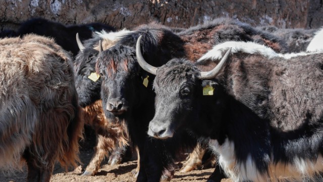 Laçına gətirilmiş yak sürüsü - FOTOLAR