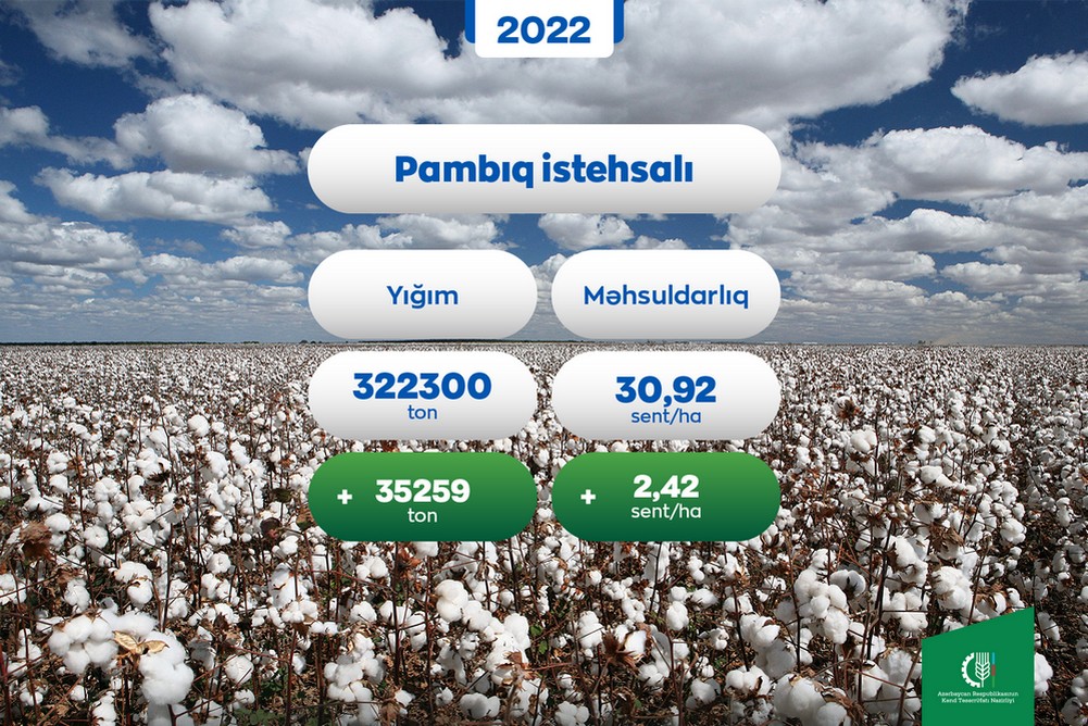 Pambıq üzrə orta məhsuldarlıq artıb