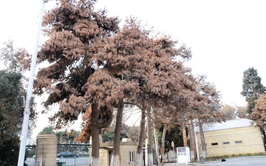 Şam ağaclarının quruma səbəbi açıqlandı