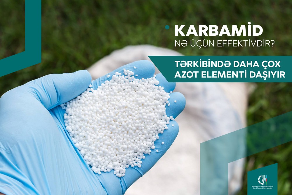 Karbamid gübrəsini necə düzgün istifadə etməli? - Fermerlərə tövsiyə