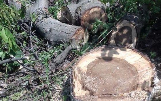 “Neolit”in sahibi ağac kəsdi - İşi prokurorluğa göndərildi