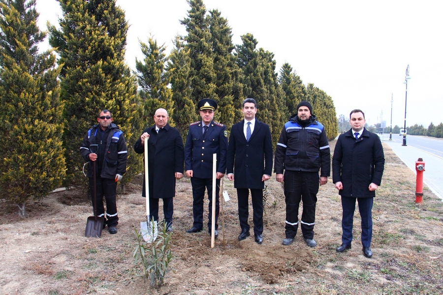 Naftalanda Sakura ağacları əkilib - FOTOLAR
