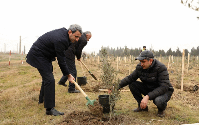 “Azərbaycan Dəmir Yolları’’ ağacəkmə aksiyası keçirdi - FOTOLAR