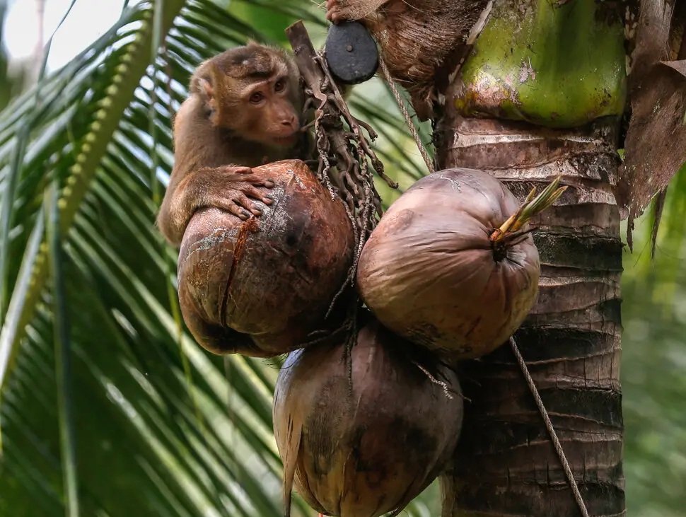 ABŞ meymunlar işlədildiyinə görə kokos südü idxalını dayandırır