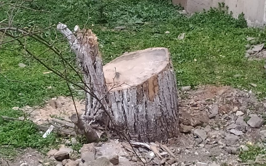 Bu şəhər və rayonlarda ağaclar qanunsuz kəsilib