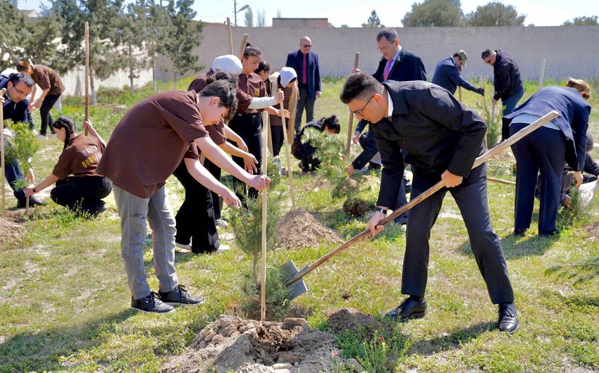Qala Qoruğunda ağacəkmə aksiyası keçirilib - FOTOLAR