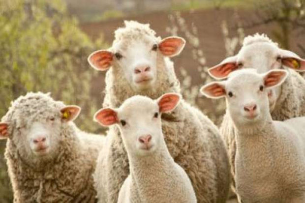 Azərbaycanda iribuynuzlu və xırdabuynuzlu heyvanların sayı azalıb