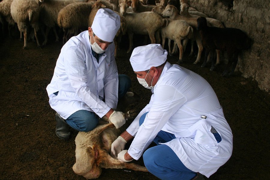 Təhlükəli xəstəliklərə tutulmuş heyvanlarla bağlı YENİ QƏRAR