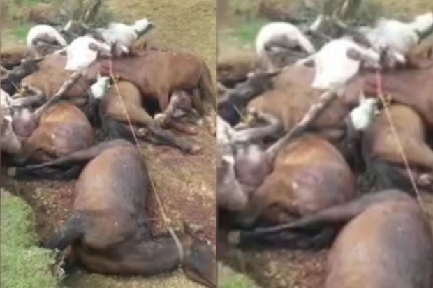 İranda məmurlar atları güllələndi - VİDEO