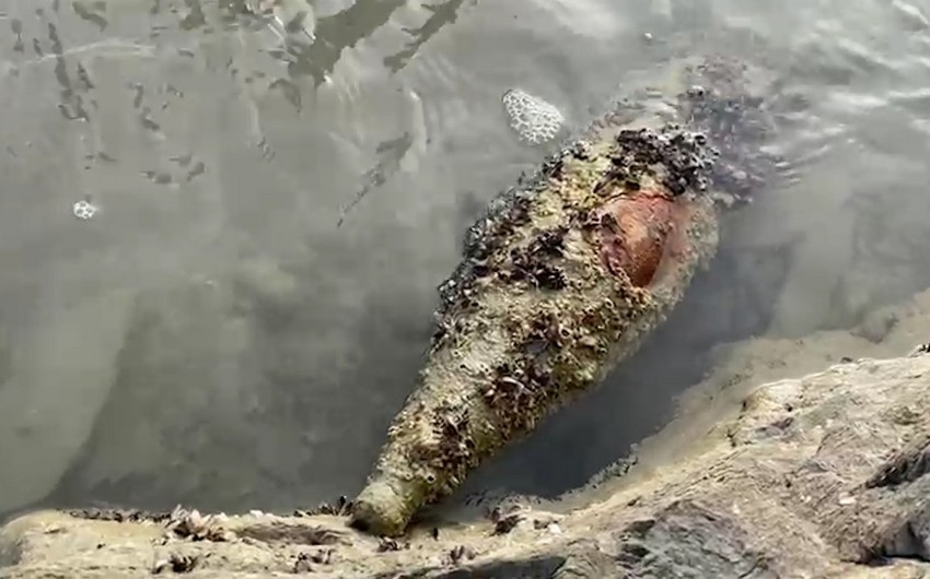 Sumqayıtda hərbi sursat aşkarlandı - VİDEO