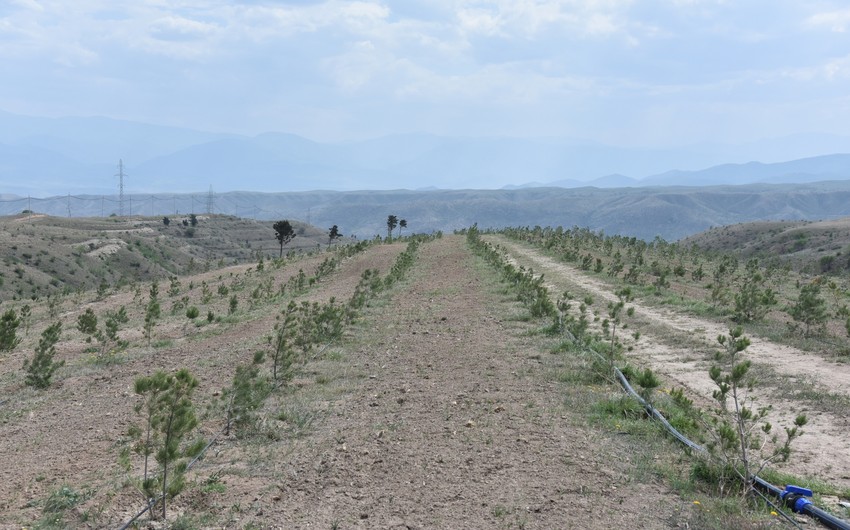 Zəngilanda 30 min ağacdan ibarət meşə massivi salındı