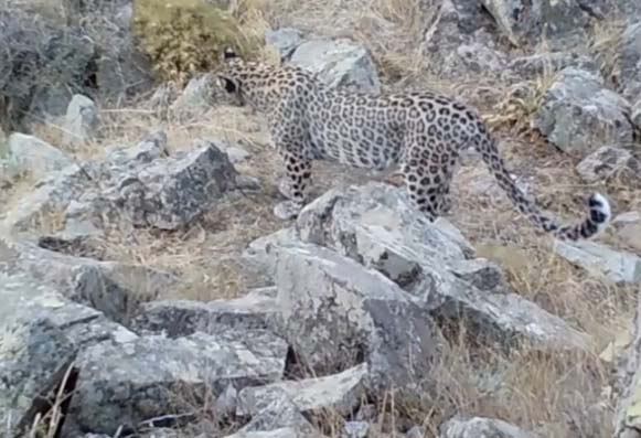 Zəngəzur Milli Parkında bəbirin ov görüntüləri - VİDEO