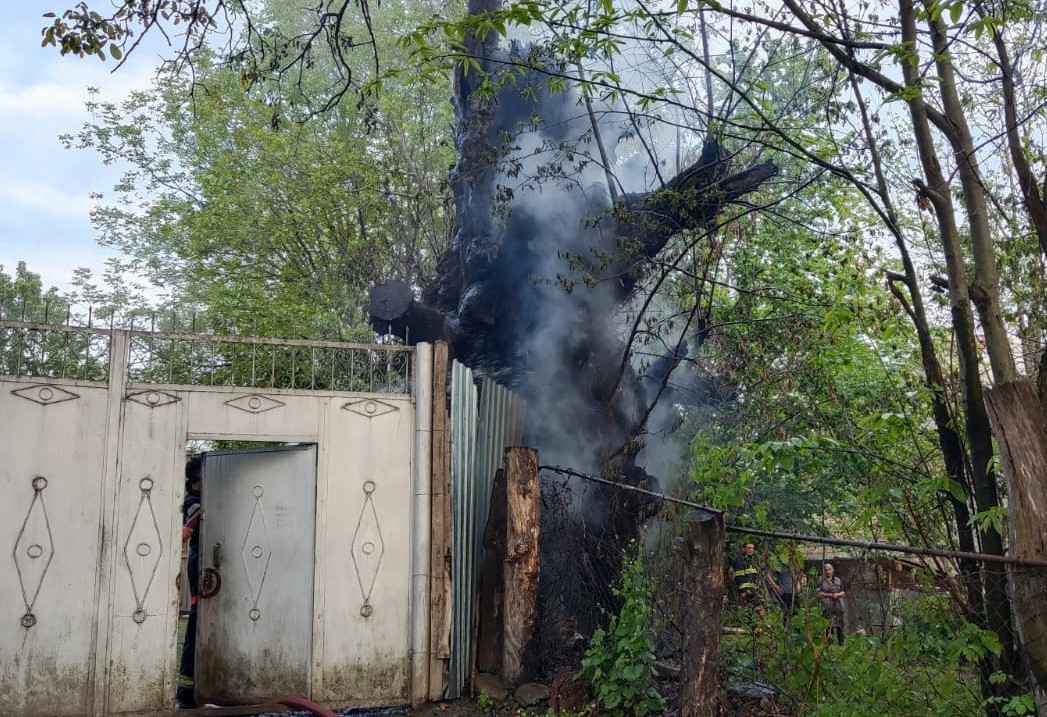 Ağacı qəsdən yandıran şəxs müəyyənləşdi - VİDEO