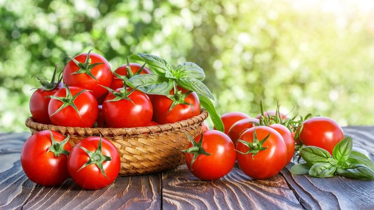 Pomidorun insan orqanizmi üçün FAYDALARI