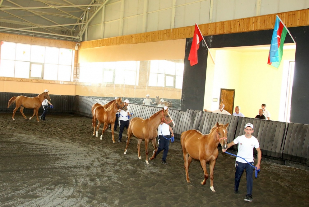 Qarabağ atlarının sərgisi keçirildi