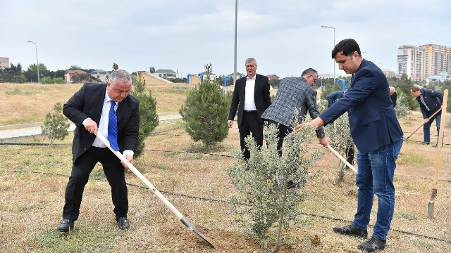 “Azərsu” ağacəkmə aksiyası keçirib - FOTOLAR