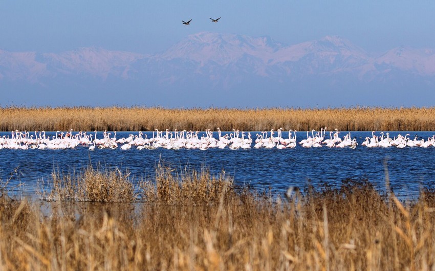 Milli parklara getmək istəyənlərin NƏZƏRİNƏ