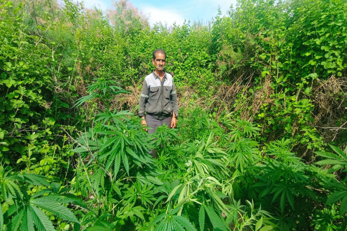 Kür sahilində narkotik yetişdirən şəxs tutuldu