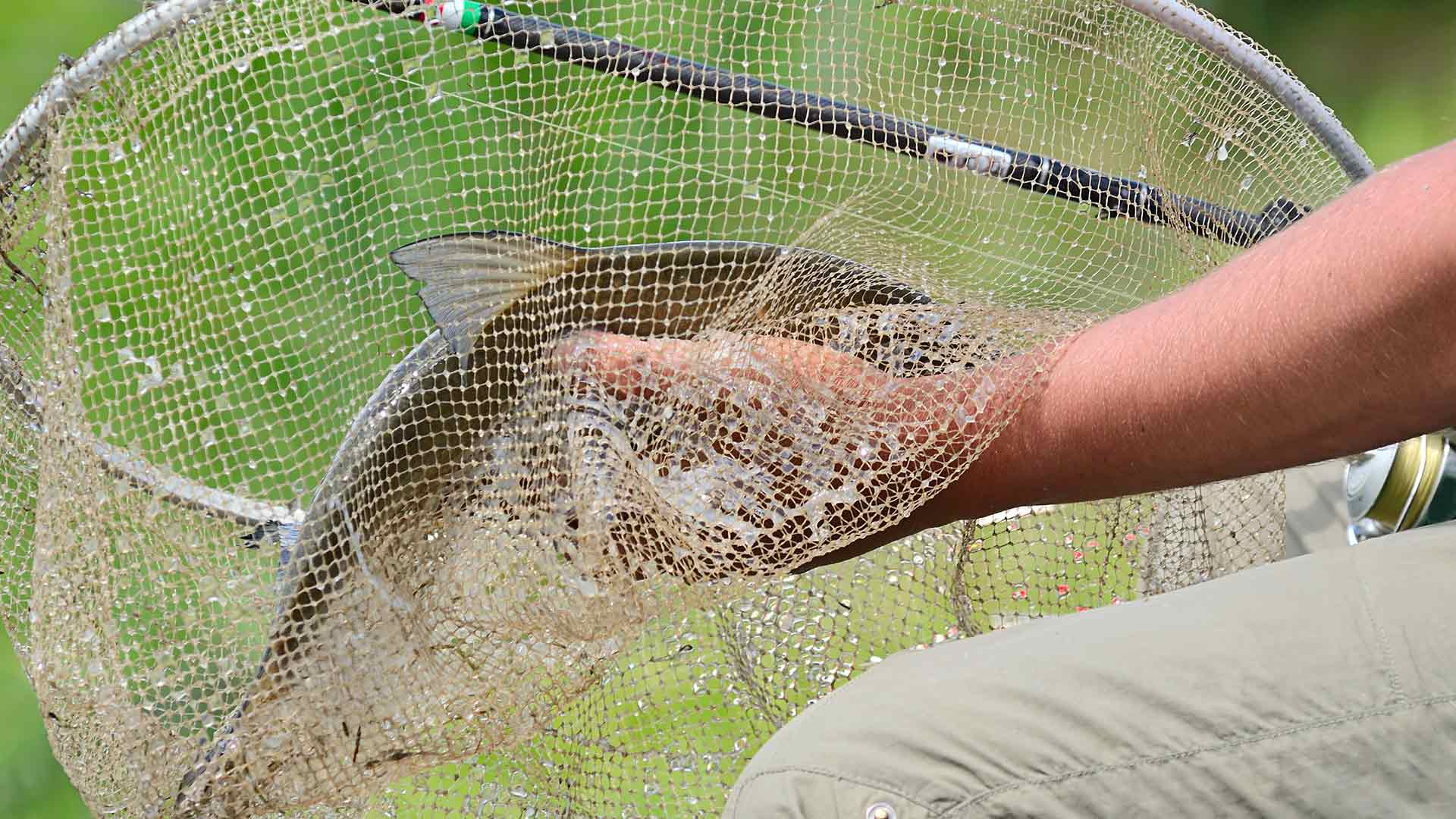 Qanunsuz balıq ovlayanlar tutuldu