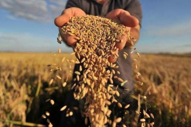 Azərbaycanda buğda əkin sahələri kəskin azalıb