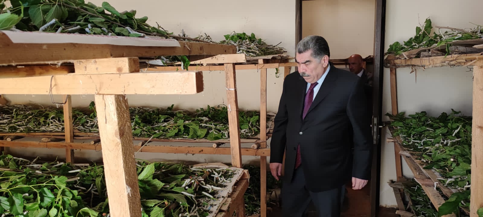 Hacıqabulda baramaçılığın inkişafı nəzarətdə saxlanılır - FOTOLAR