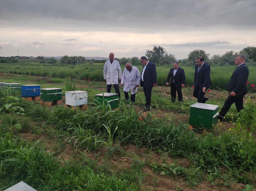 Goranboyda aqrar sahə inkişaf etdirilir - FOTOLAR