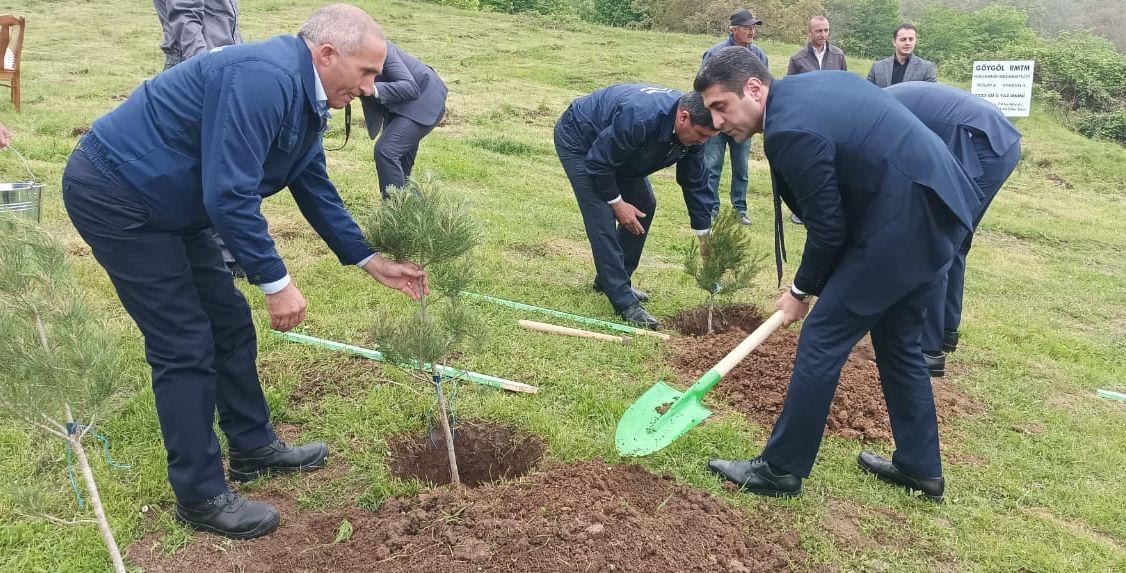 Göygöldə ağacəkmə aksiyası - FOTO