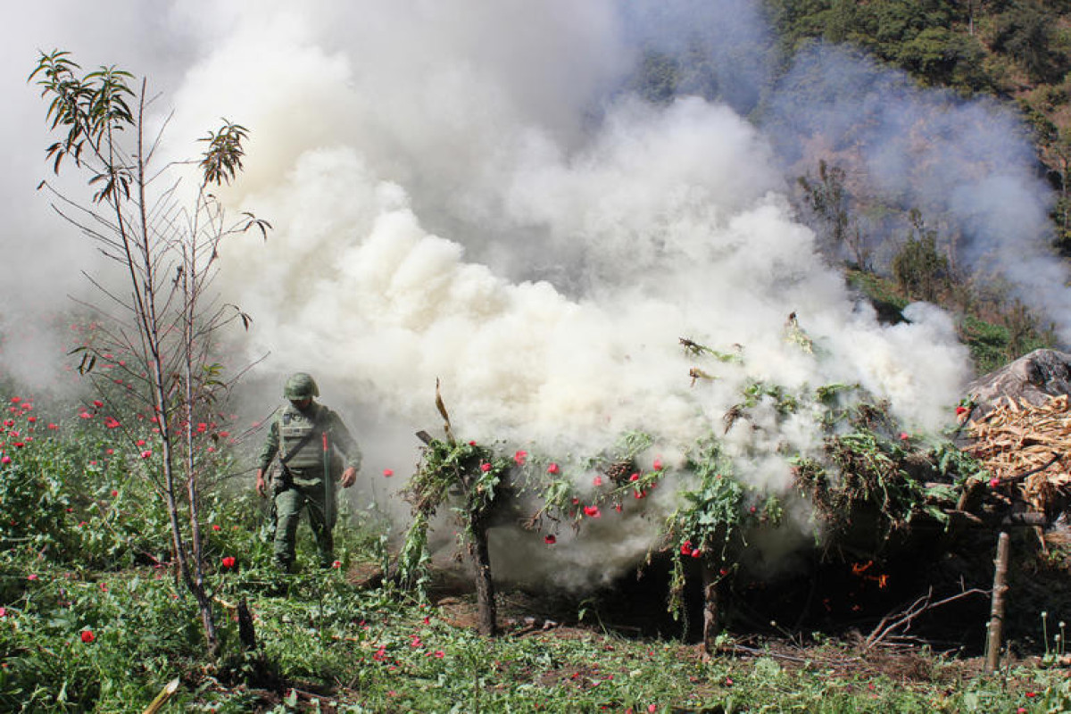 Şərurda yüzlərlə çətənə kolu məhv edildi 