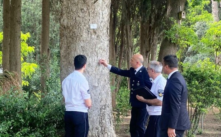 Nəbatat Bağında bəzi ağaclar kəsilir - FOTOLAR