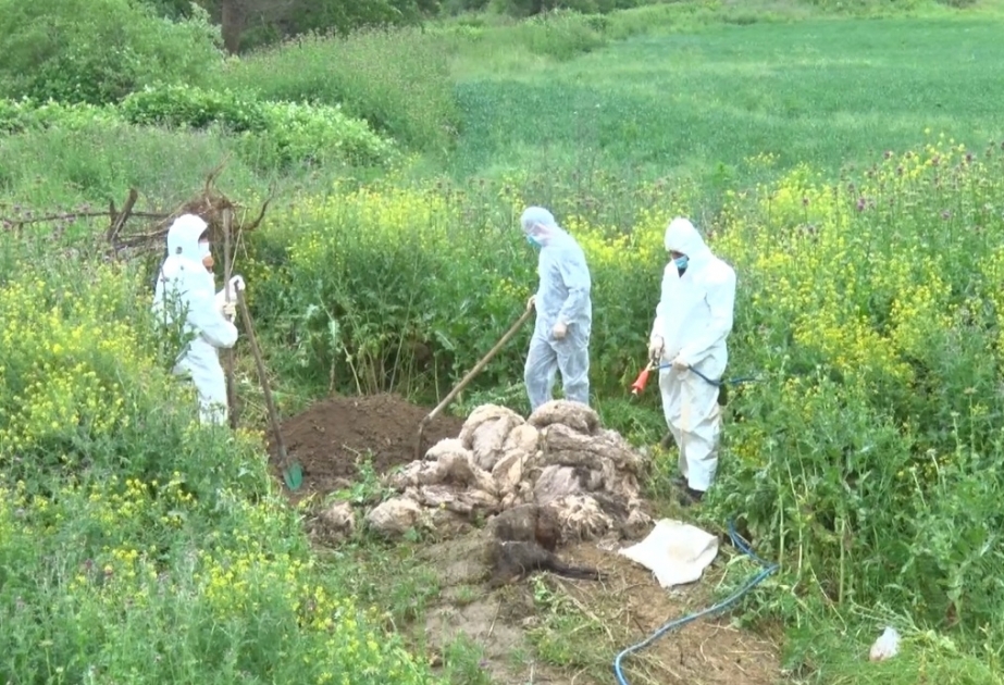 Quduz heyvanın ətini yeyənlərin SON VƏZİYYƏTİ