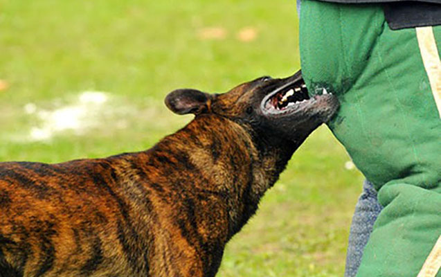 İtin dişlədiyi azyaşlı xəstəxanada öldü