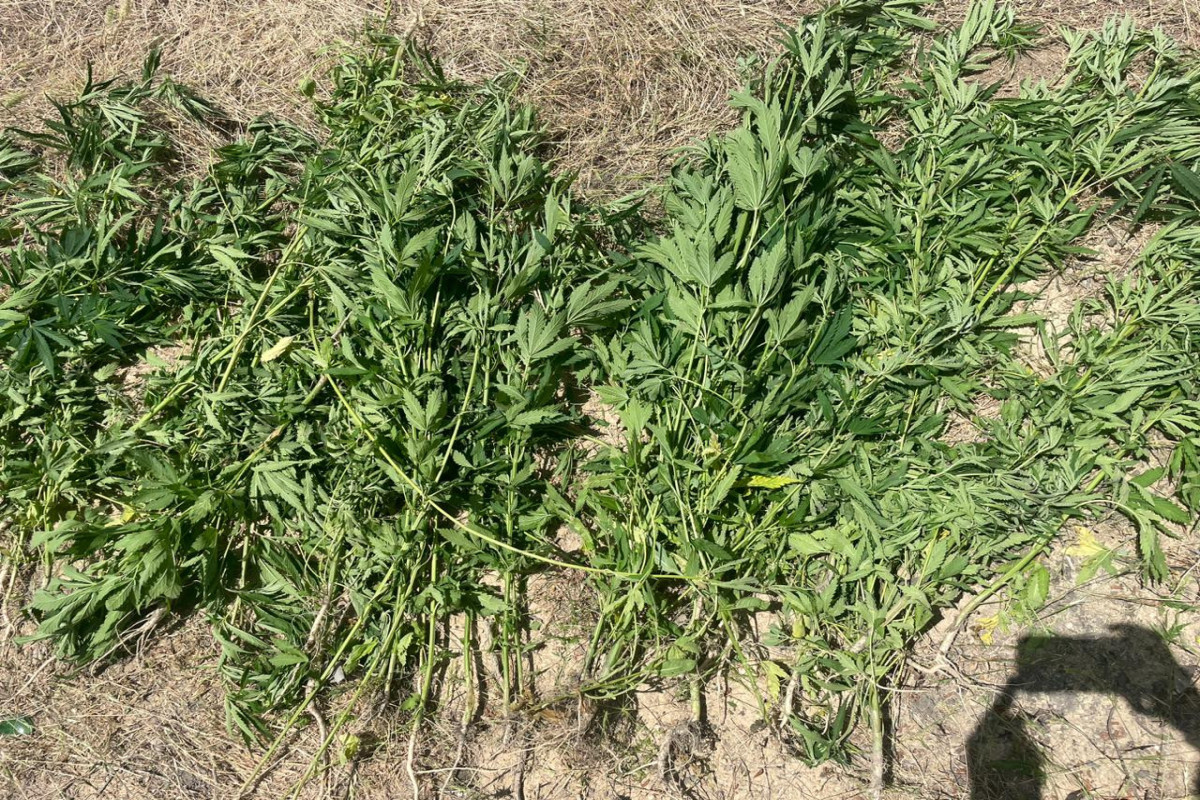 Ağsuda “Xaş-xaş-2023” əməliyyatı