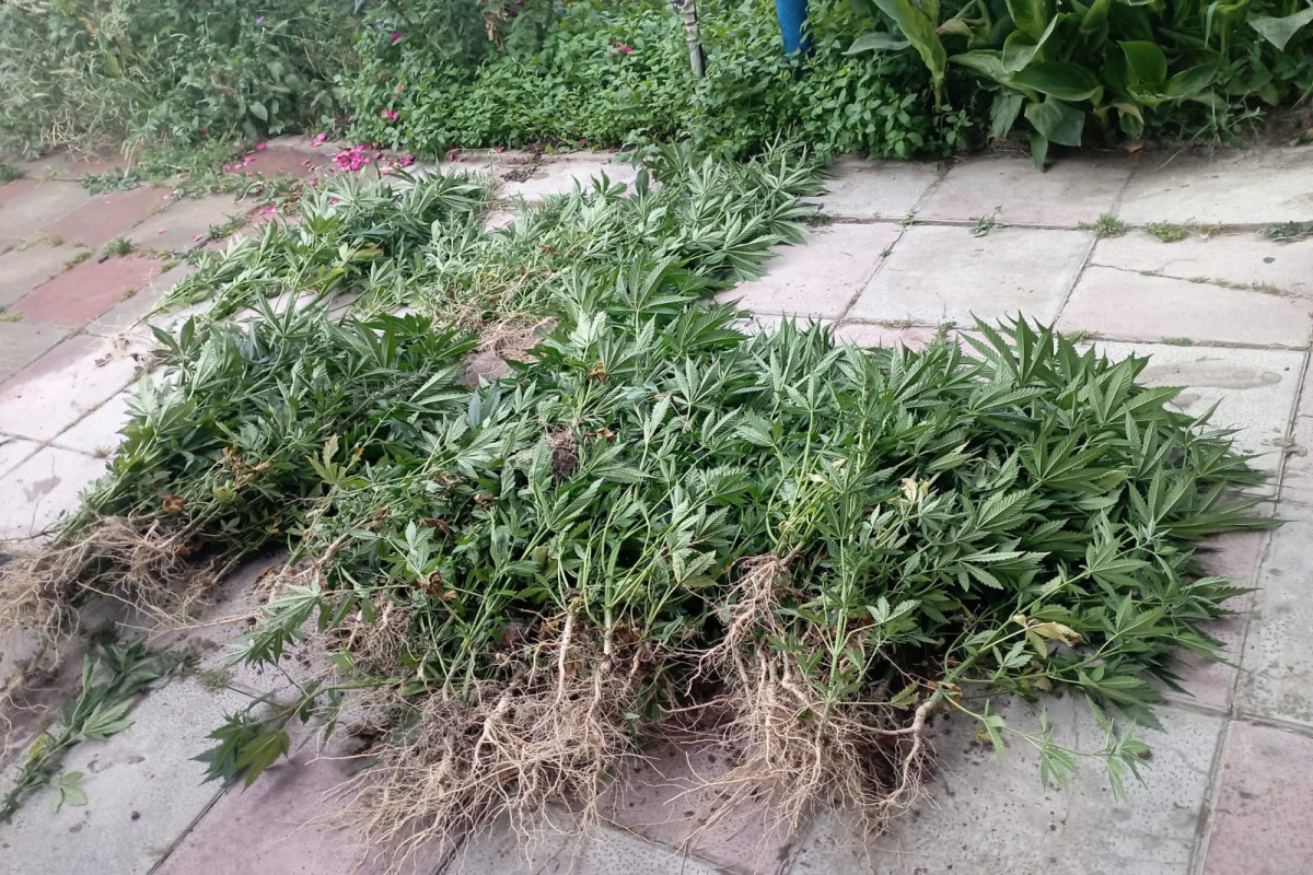 Keçmiş məhkumun həyətində 152 ədəd çətənə kolu AŞKARLANDI