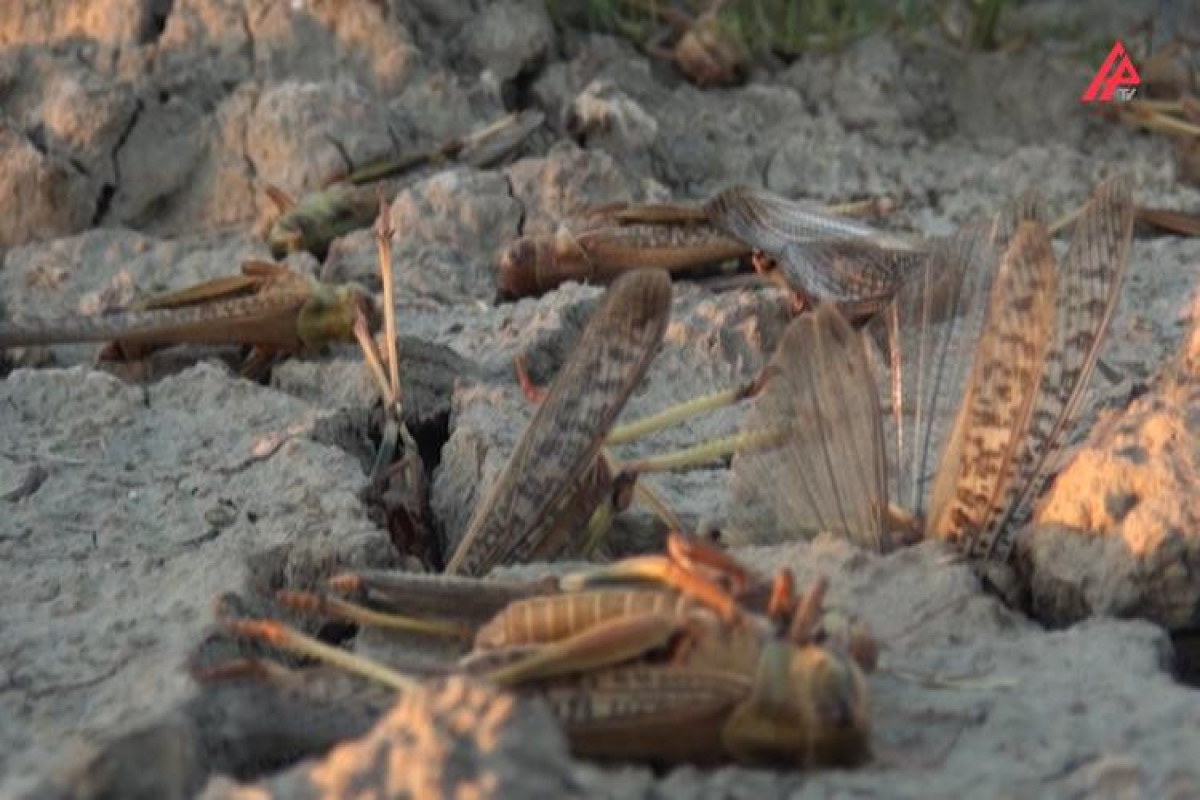 Lerikdə Mərakeş çəyirtkələri yayılıb