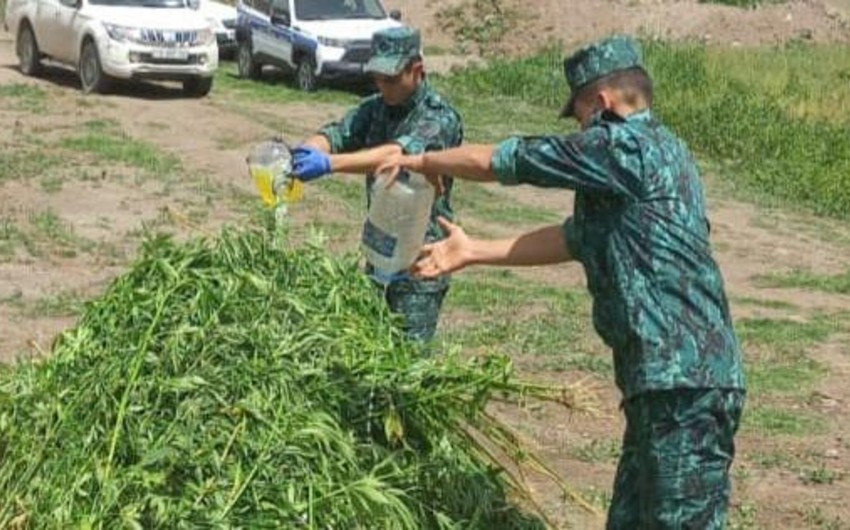 Laçında 1.2 ton narkotik məhv edildi 