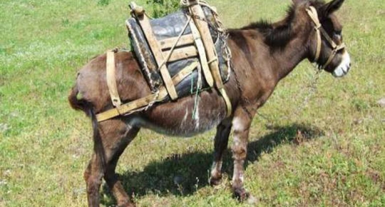 Eşşək Astara sakininin qulağını qopardı