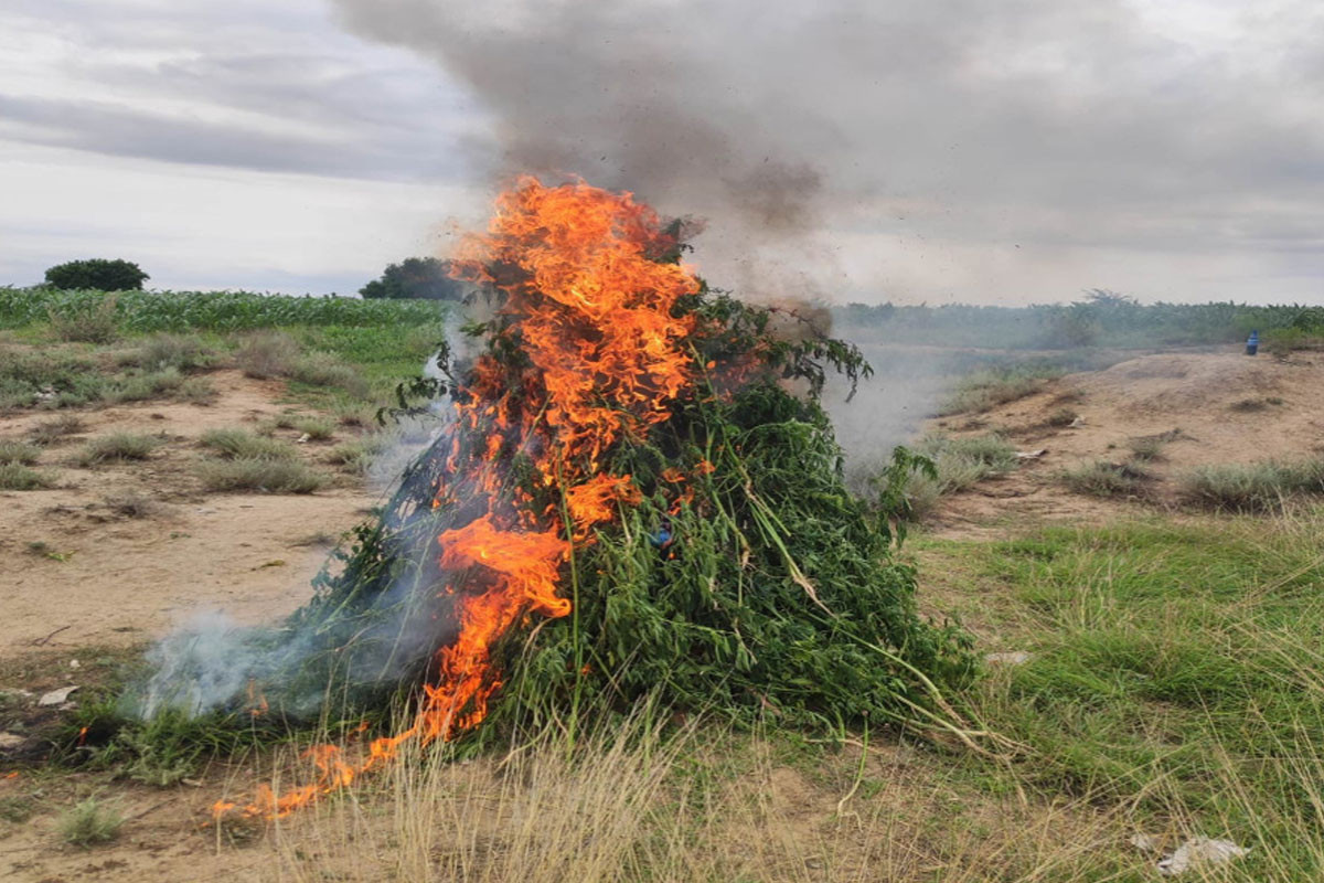 Samuxda 2 tondan çox çətənə kolu məhv edildi