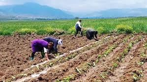 Goranboyda mövsümi işlər uğurla icra olunur