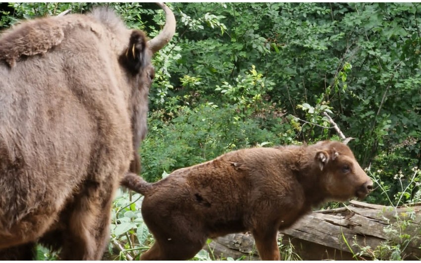 Şahdağ Milli Parkında üç zubr balası dünyaya gəlib