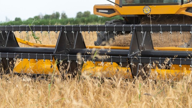 Taxıl sahələrinin neçə faizində biçin yekunlaşıb? - FOTOLAR