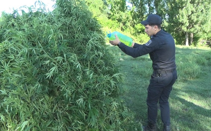 Qəbələdə 4 tondan artıq narkotik YANDIRILDI